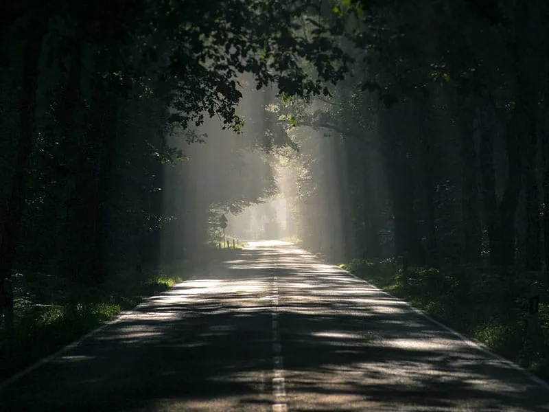 A tree-lined country road with morning light breaking through the canopy — a steady path forward